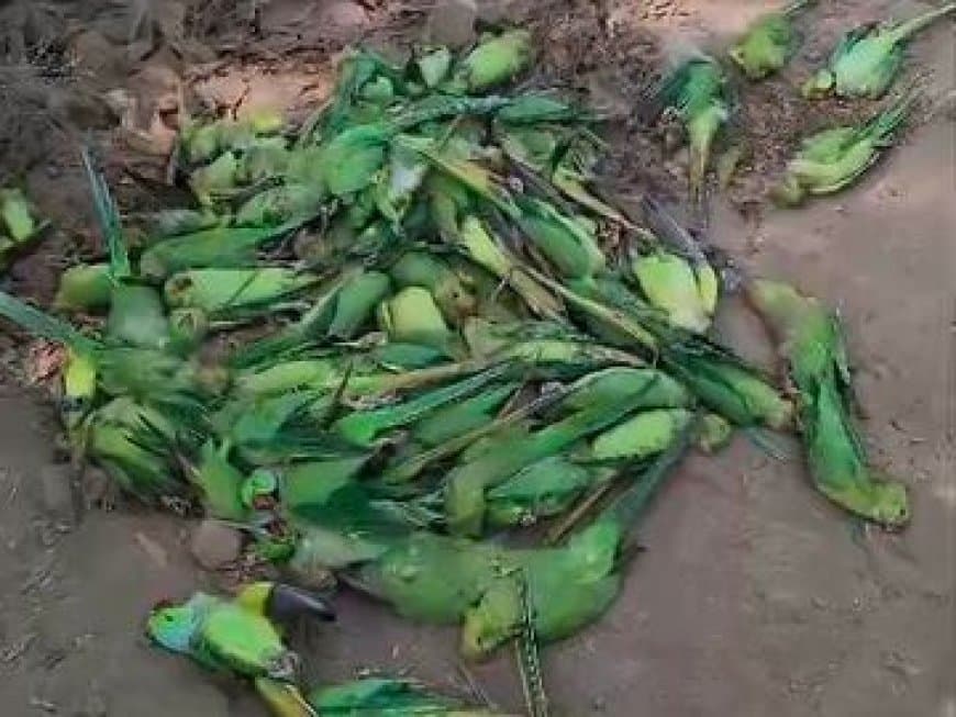 अज्ञात कारणों से 150 तोतों की मौत से हड़कंप मच गया है।