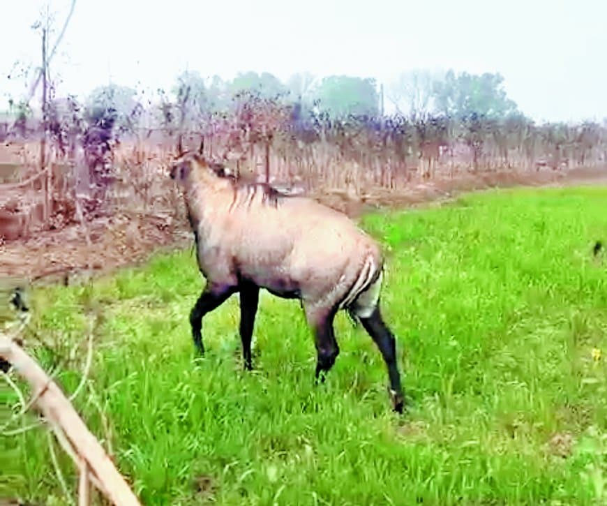 आठ घंटे वनकर्मियों को छकाती रही बेकाबू नीलगाय