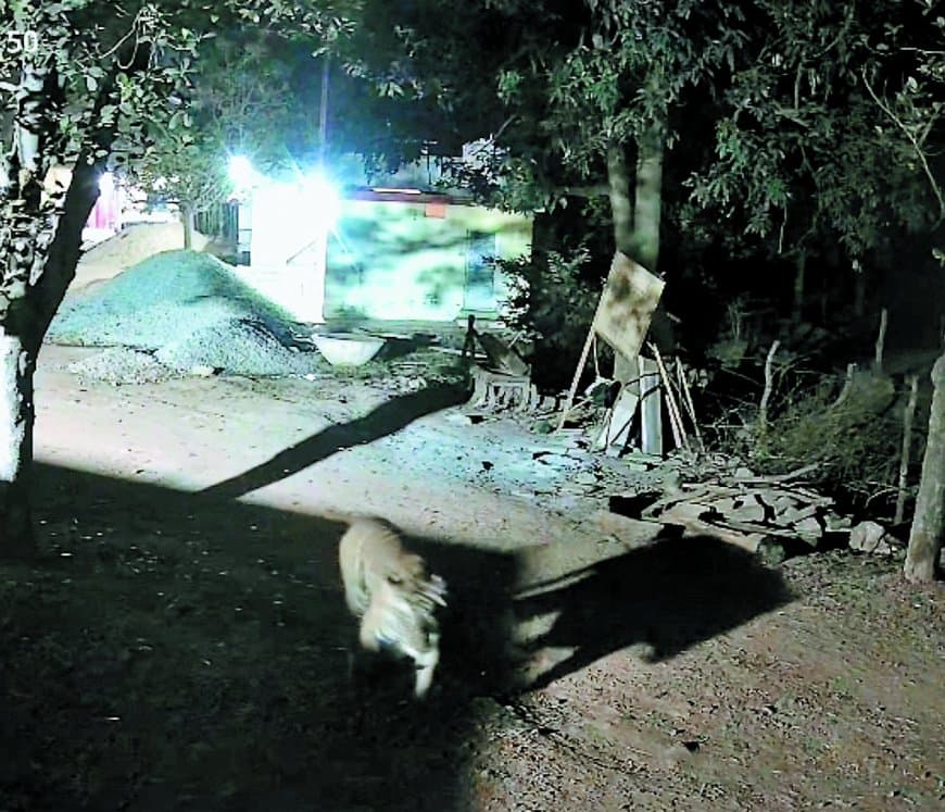 मझगवां में बाघों की मौजूदगी फिर क्यों सरभंगा से हटकर कंजर्वेशन रिजर्व की तैयारी