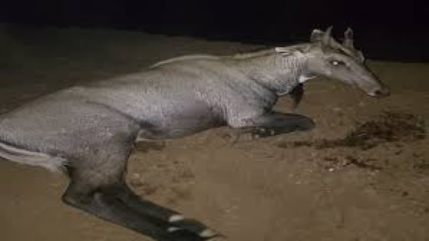 गुना में अजीबोगरीब हादसा: चलती कार में शीशा तोड़कर घुसी नीलगाय, मां की गोद में बैठी 4 साल की बच्ची की दर्दनाक मौत