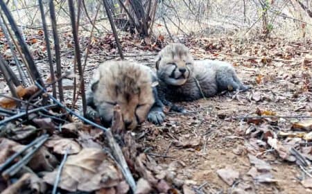 खुशखबरी... भारत की ‘आशा’ ने कूनों में पांच शावकों को दिया जन्म