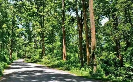 मध्यप्रदेश: नई रेलवे लाइन के लिए 1.24 लाख पेड़ों की चढ़ेगी ‘बलि’