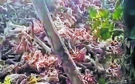 हाईकोर्ट आदेश के बावजूद रात में चल रही हड्डी फैक्ट्री, प्रदूषण से त्रस्त स्थानीय लोग