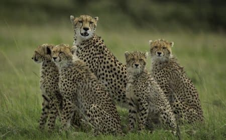 मध्यप्रदेश: कूनो आ रहे आठ ‘मेहमानों’ को रिलीज करेंगी राष्ट्रपति मुर्मू