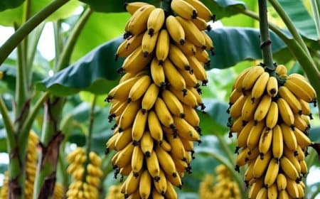 भारत सबसे बड़ा केला उत्पादक... देश में 7वें नंबर पर मध्यप्रदेश