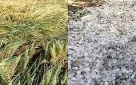 मध्यप्रदेश: बे-मौसम आंधी-बारिश... किसानों की उम्मीदों पर ‘ओलावृष्टि’ 