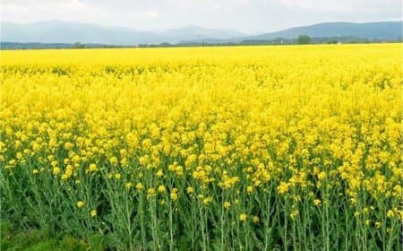 मध्यप्रदेश विधानसभा: CM का एलान: सरसों पर भावांतर और उड़द पर बोनस