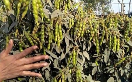 बड़ी उपलब्धि: कृषि उत्पादन में देश के शीर्ष राज्यों में शामिल मध्यप्रदेश