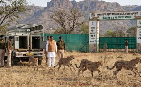बढ़ेगा कुनबा: कूनो नेशनल पार्क में फिर गूंजेगी दहाड़, बोत्सवाना से आ रहे 8 नए चीते