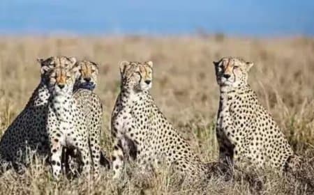 मध्यप्रदेश: बोत्सवाना से विशेष विमान से ग्वालियर पहुंचे चीते, कूनो के लिए रवाना