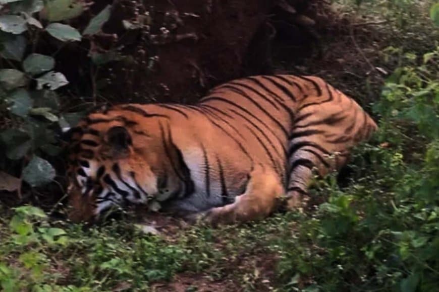 शहडोल में दो बाघों की मौत... टाइगर स्टेट अब बन रहा वनराज की कब्रगाह 