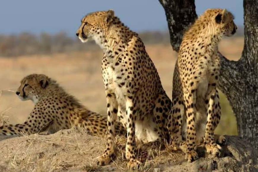 मध्यप्रदेश: बोत्सवाना से आएंगे आठ चीते... कूनो में फिर बढ़ जाएगा कुनबा