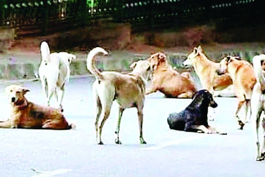 पागल कुत्ते का आतंक: एक घंटे में दस वर्षीय बालक समेत पांच लोग घायल