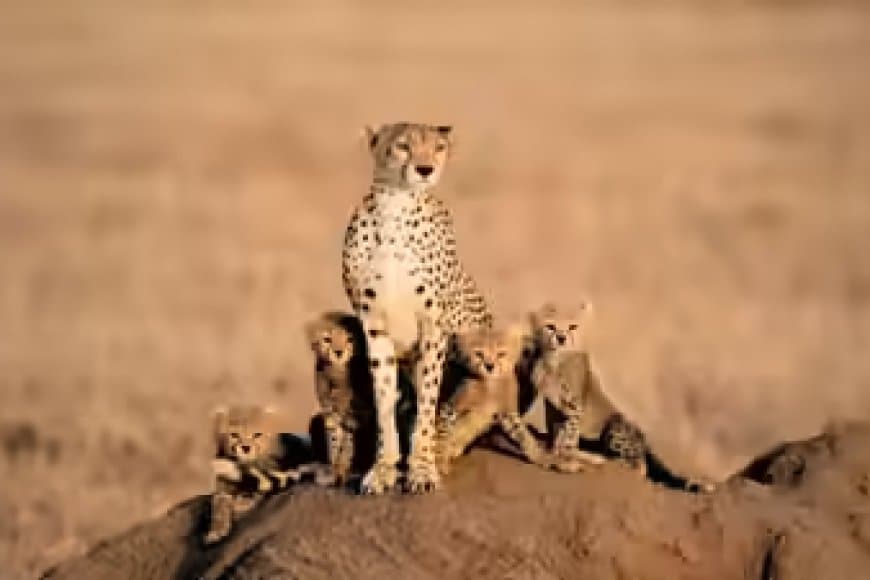 मध्यप्रदेश: बोत्सवाना से कूनो आएंगे आठ चीते... दो मादा चीता और छह शावक
