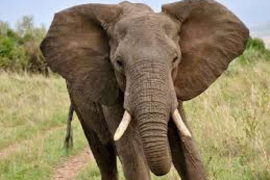 झारखंड: हजारीबाग में हाथियों का हमला... छह लोगों को उतारा मौत के घाट