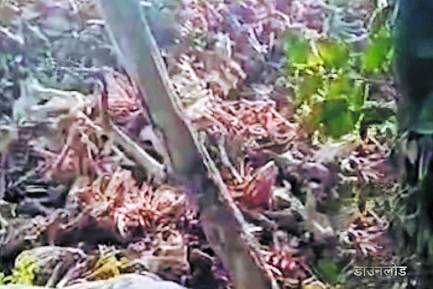 हाईकोर्ट आदेश के बावजूद रात में चल रही हड्डी फैक्ट्री, प्रदूषण से त्रस्त स्थानीय लोग