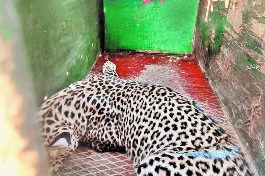 क्लच वायर के शिकारी फंदे में फंसा तेंदुआ, वन विभाग ने दो घंटे में किया रेस्क्यू