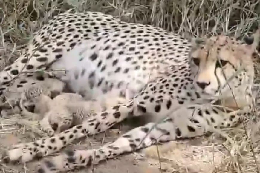 खुशखबरी! कूनो में ‘गामिनी’ ने फिर तीन शावकों को दिया जन्म