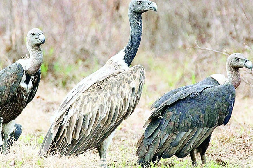 रीवा वनमंडल में 20 फरवरी से गिद्धों की गणना, 6 रेंजों में उतरेगा अमला