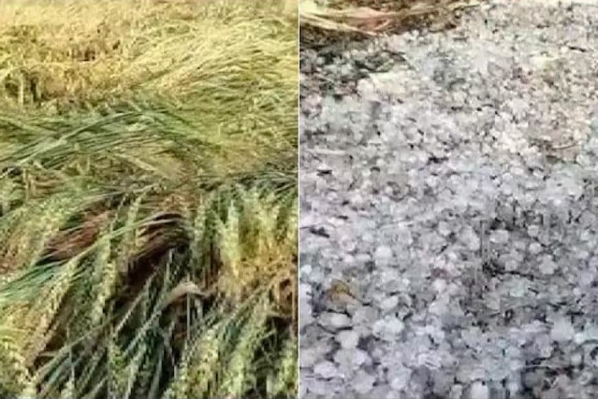 मध्यप्रदेश: बे-मौसम आंधी-बारिश... किसानों की उम्मीदों पर ‘ओलावृष्टि’ 