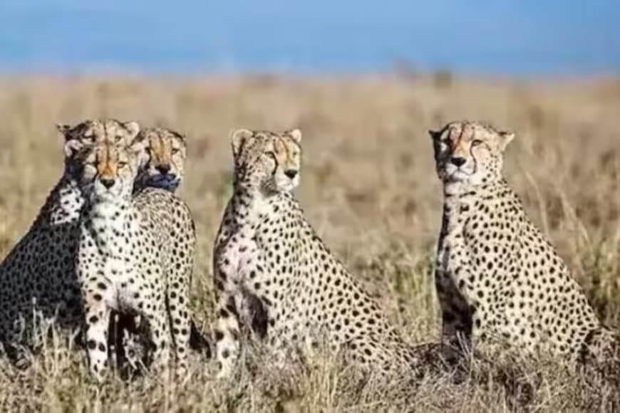 चीता स्टेट बना मध्यप्रदेश: अब बोत्सवाना से नौ और चीते पहुंचे कूनो