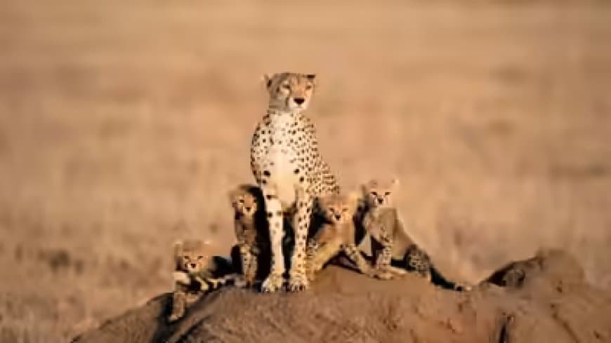 कूनो नेशनल पार्क चीतों का पसंदीदा आवास स्थल बन चुका है।