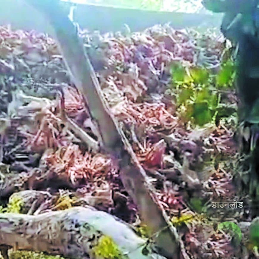 हाईकोर्ट आदेश के बावजूद रात में चल रही हड्डी फैक्ट्री, प्रदूषण से त्रस्त स्थानीय लोग