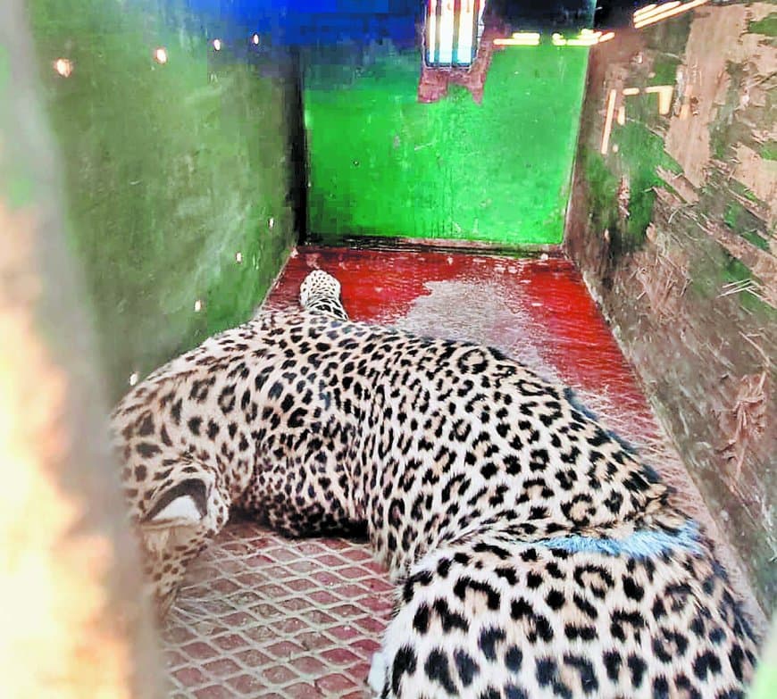 क्लच वायर के शिकारी फंदे में फंसा तेंदुआ, वन विभाग ने दो घंटे में किया रेस्क्यू