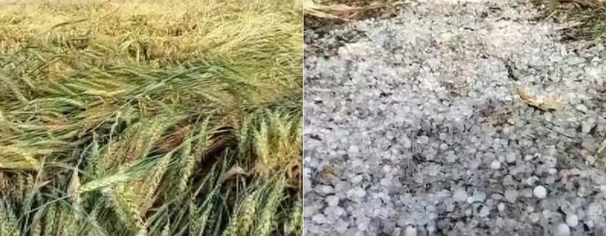 मध्यप्रदेश: बे-मौसम आंधी-बारिश... किसानों की उम्मीदों पर ‘ओलावृष्टि’ 