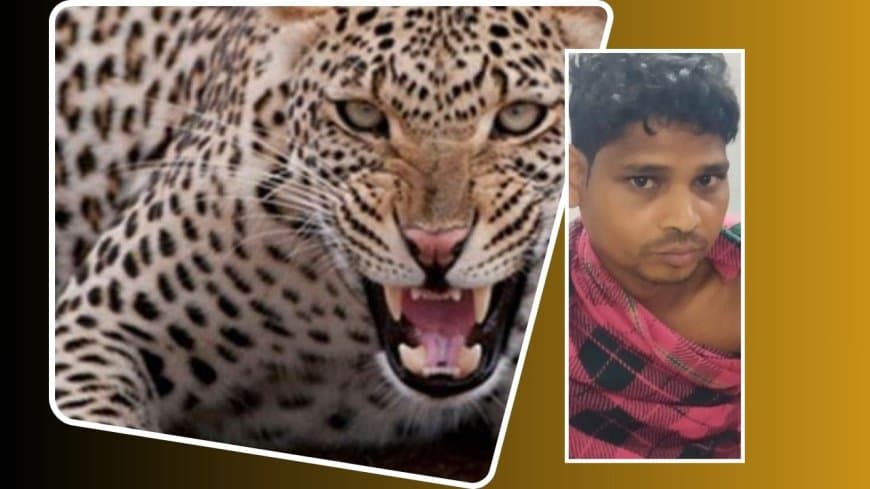 रात का खाना खाने के बाद घर के आंगन में टहल रहे युवक को निशाना बनाया तेंदुए ने