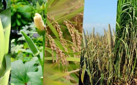 ऑटोमेशन सिस्टम: फूलों की खेती करने वाले भोपाल के पहले किसान रामसिंह