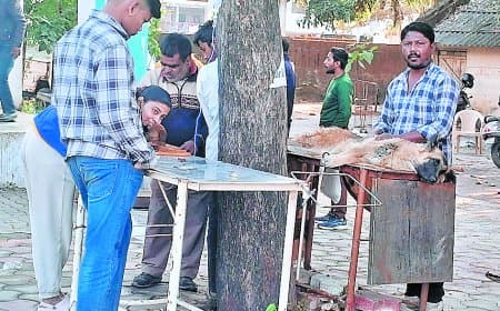 गर्मी बढ़ने के बावजूद पार्वो वायरस का प्रकोप जारी, पिल्लों की हालत गंभीर