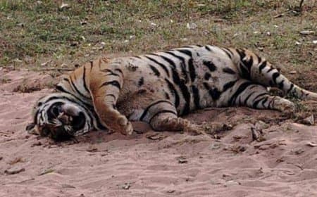 मध्यप्रदेश: सतपुड़ा टाइगर रिजर्व में बाघिन को यूरिया खिला कर मार डाला 