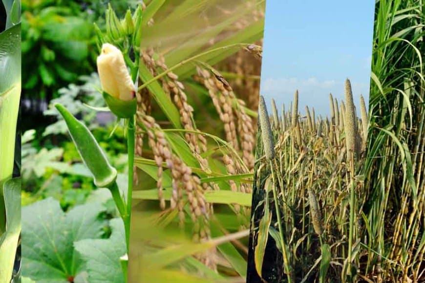 ऑटोमेशन सिस्टम: फूलों की खेती करने वाले भोपाल के पहले किसान रामसिंह