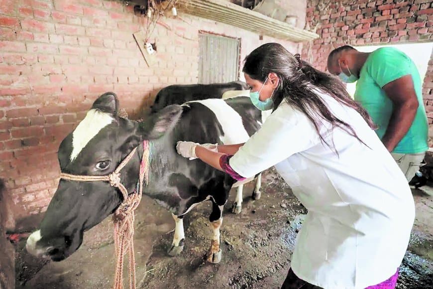 एफएमडी टीकाकरण लक्ष्य से 34 फीसदी पीछे, आठ दिनों में पूरा करना चुनौती