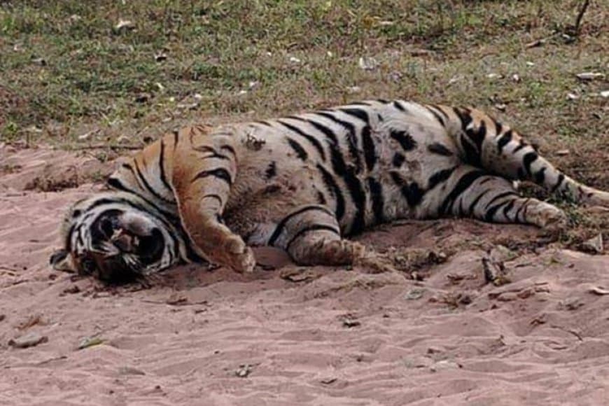 मध्यप्रदेश: सतपुड़ा टाइगर रिजर्व में बाघिन को यूरिया खिला कर मार डाला 