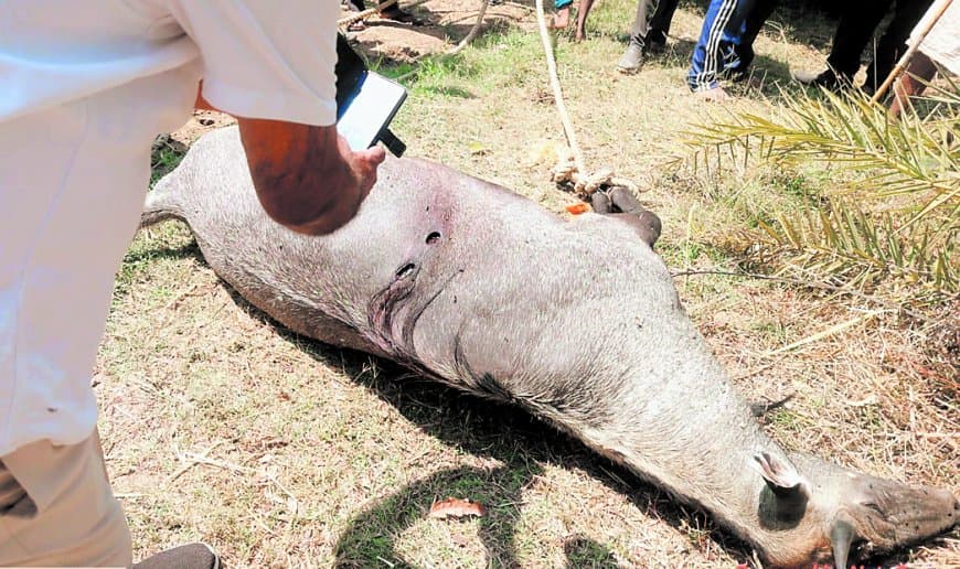 सतना-मैहर में नीलगाय शिकार बढ़ा, संरक्षित वन्यजीव फिर बना सॉफ्ट टारगेट