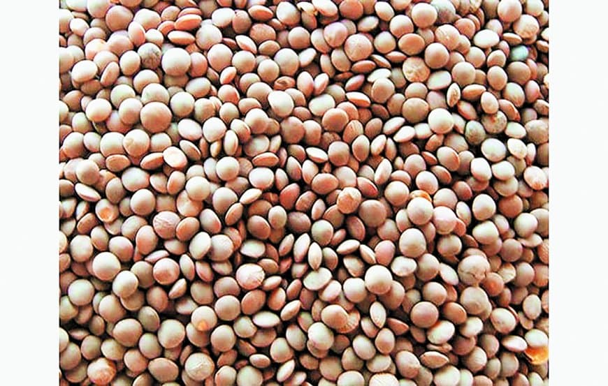 चना मसूर उपार्जन लक्ष्य 2672 एमटी तय, बारदाने बढ़ेंगे, आठ केंद्र बनाए गए