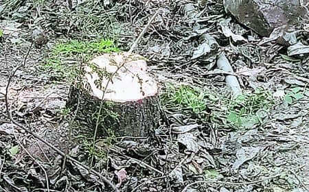 डॉक्टर की बगिया से काट ले गए 25 साल पुराने चंदन के 8 पेड़