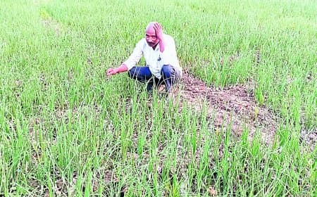 मौसम मचा रहा हाहाकार, गेहूं खरीदी पर संशय बरकरार