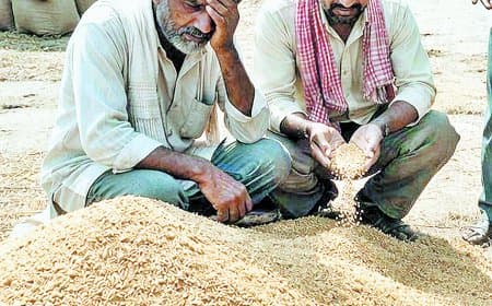 कागजों में 77 केंद्र, ऑनलाइन केवल 28, गेहूं खरीदी व्यवस्था पूरी तरह फेल