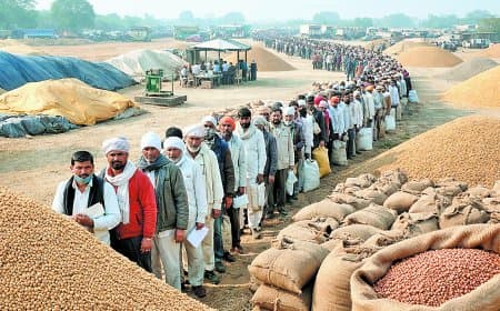 हर 20 में एक किसान को स्लॉट, चना मसूर खरीदी में व्यवस्था कमजोर