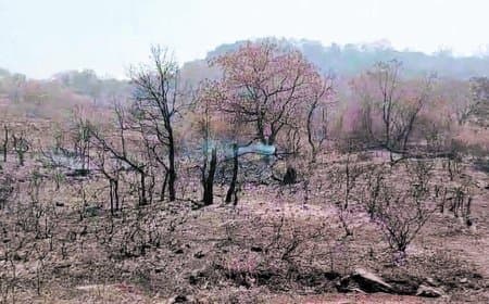 छुहिया घाटी में अग्नि तांडव : बेकाबू हुई लपटें, पांच किमी के दायरे में सब स्वाहा