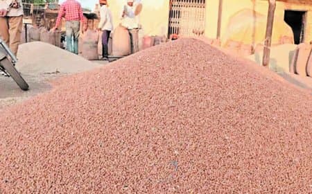 सस्ता बिक रहा चना-मसूर, क्यों एमएसपी से किसान हैं दूर