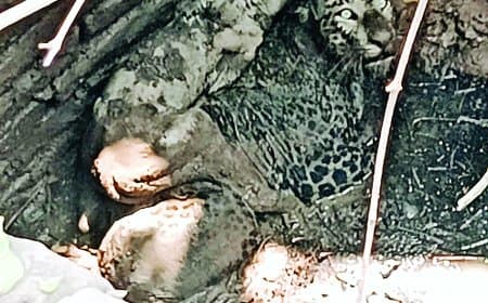 कुएं में तेंदुआ-बछड़ा साथ फंसे, अनोखे रेस्क्यू ने सब चौंकाया आज