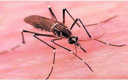 सतना-मैहर के 41 गांवों पर मंडराया मलेरिया खतरा, छिड़काव जल्द शुरू