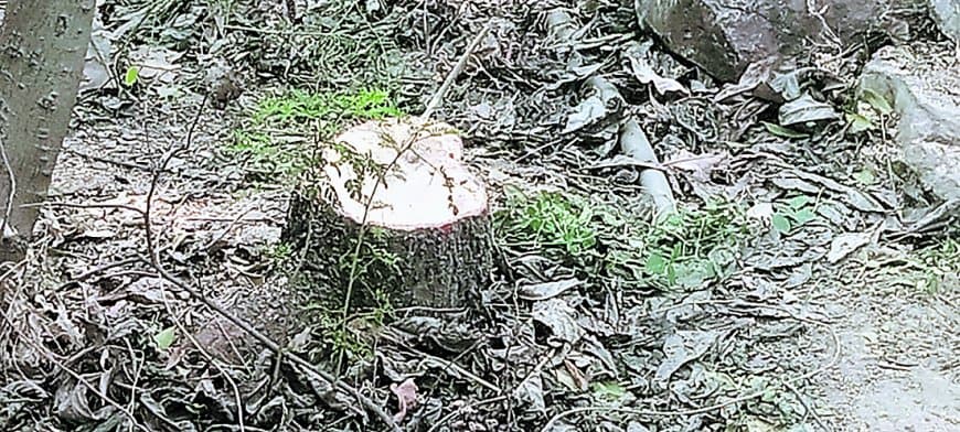 डॉक्टर की बगिया से काट ले गए 25 साल पुराने चंदन के 8 पेड़