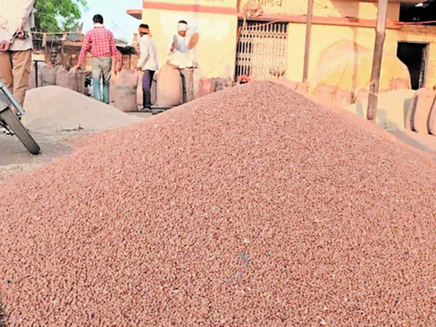 सस्ता बिक रहा चना-मसूर, क्यों एमएसपी से किसान हैं दूर