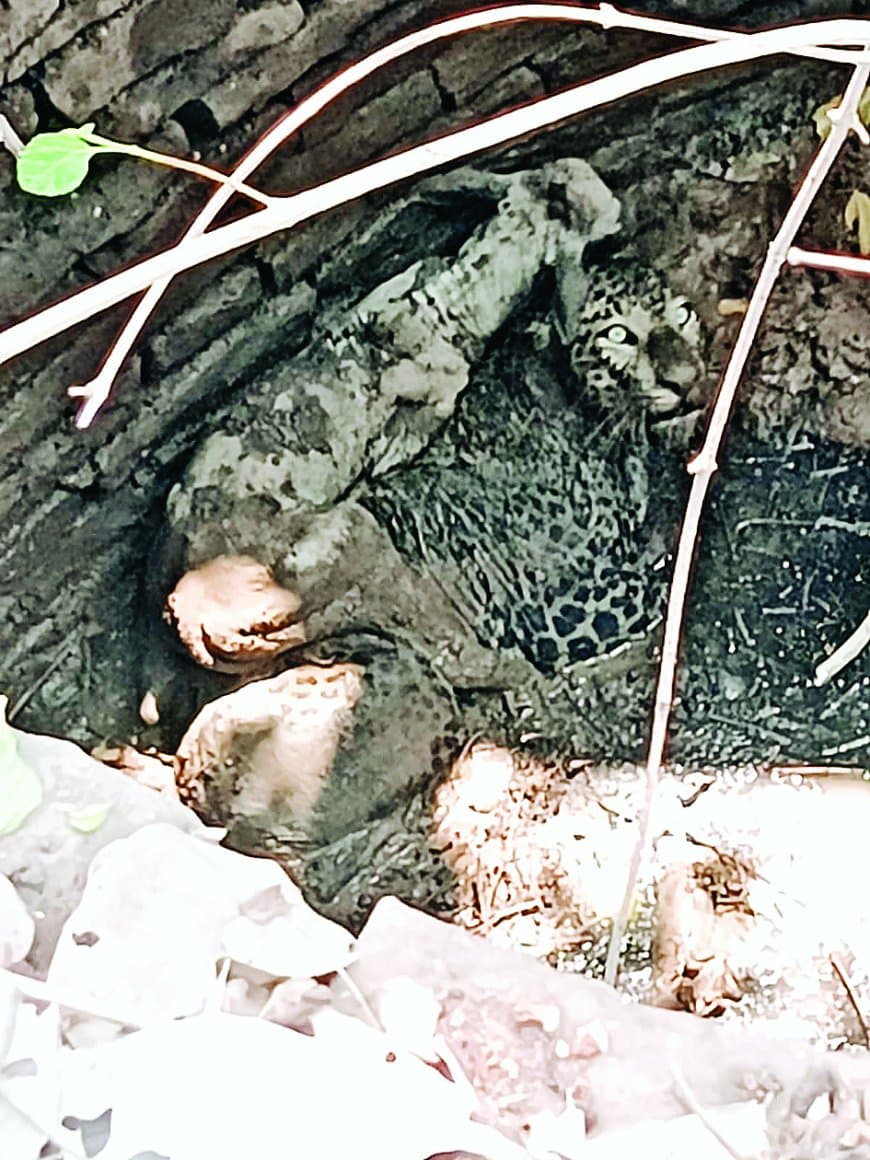 कुएं में तेंदुआ-बछड़ा साथ फंसे, अनोखे रेस्क्यू ने सब चौंकाया आज