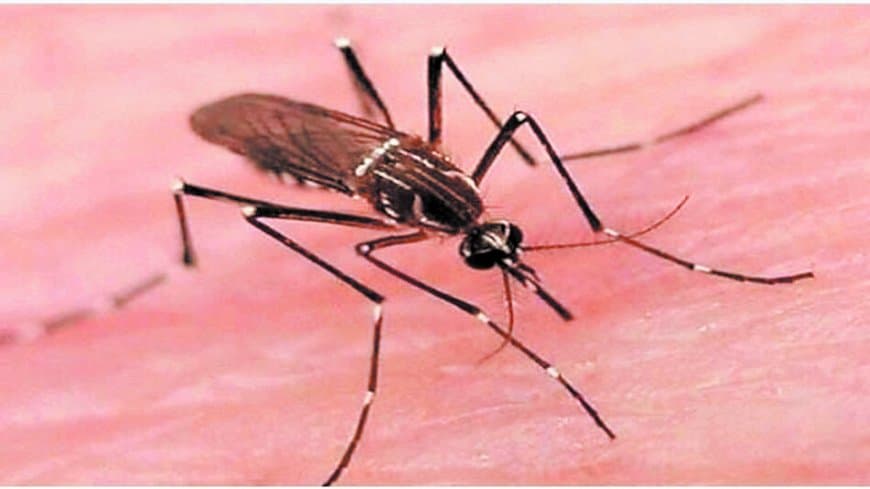 सतना-मैहर के 41 गांवों पर मंडराया मलेरिया खतरा, छिड़काव जल्द शुरू